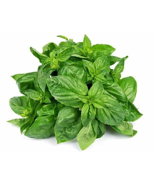 Albahaca Bolsa Bagsa