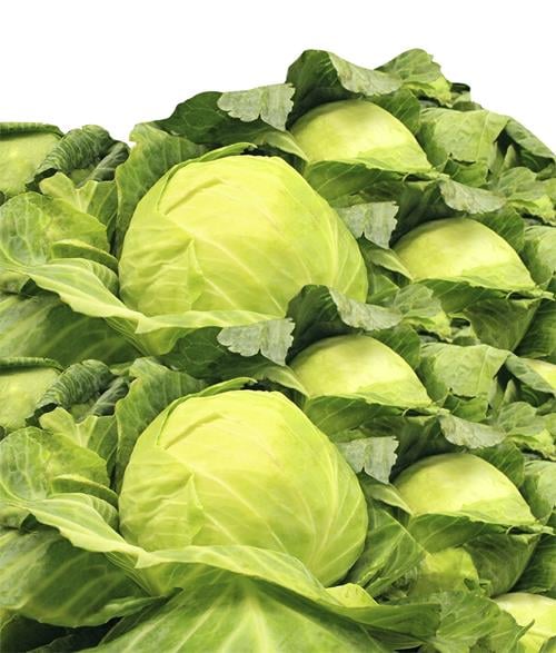 Repollo Verde