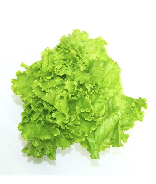 Lechuga Escarola Verde