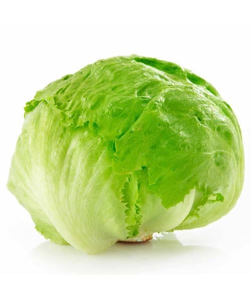 Lechuga Americana